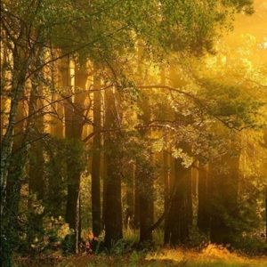 Meet your Posher, Alani